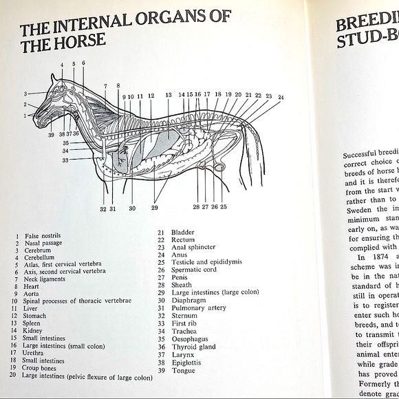 Healthy Horse Handbook Illustrated Hardcover Educational Academia - Picture 8 of 16